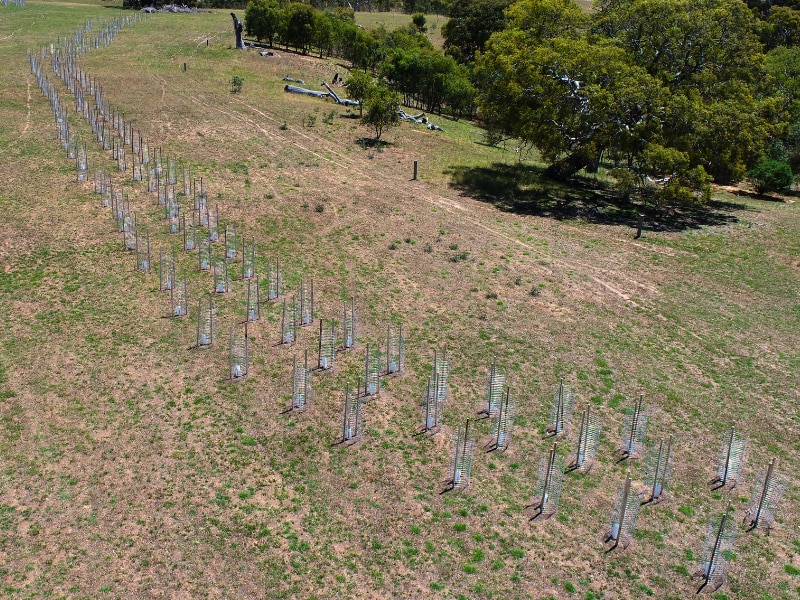 Image provided by Greening Australia