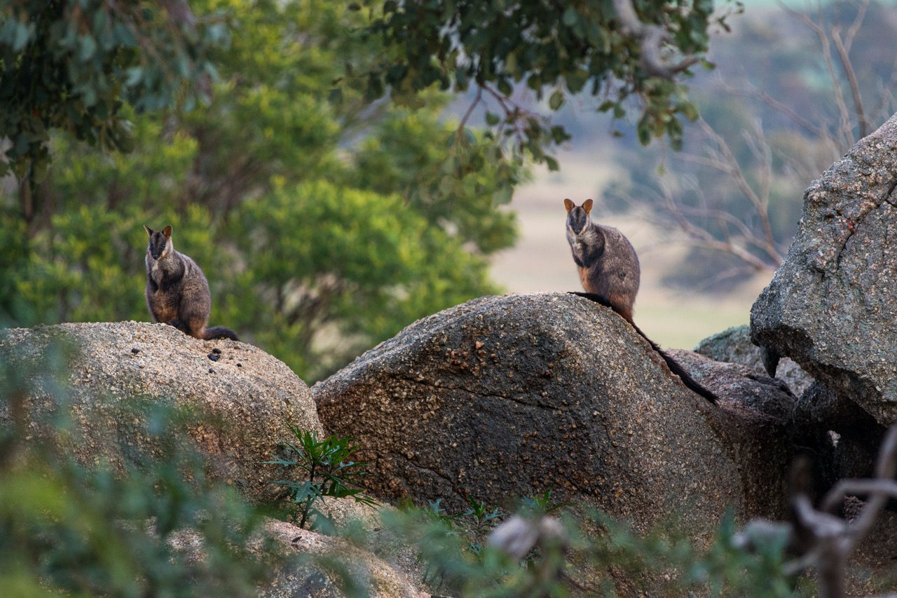 Bush wallaby