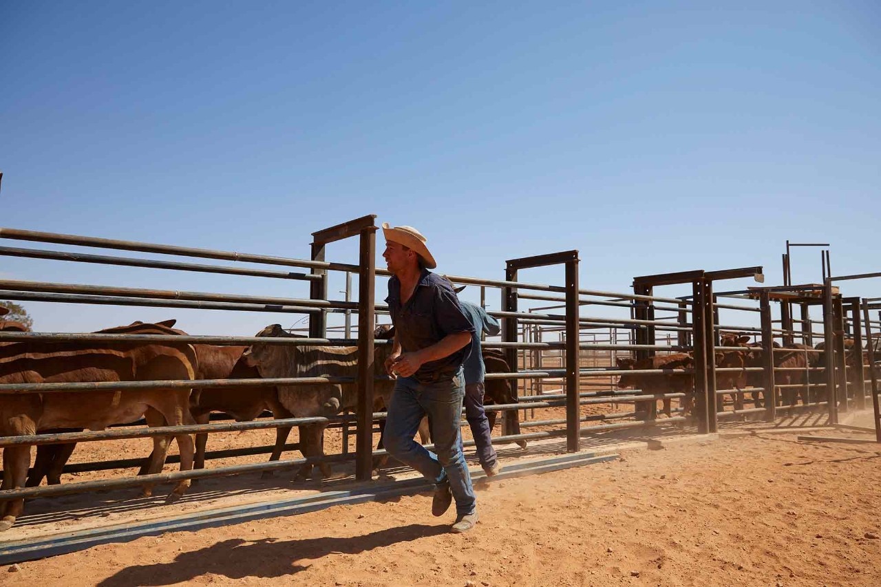 Coffey cattle