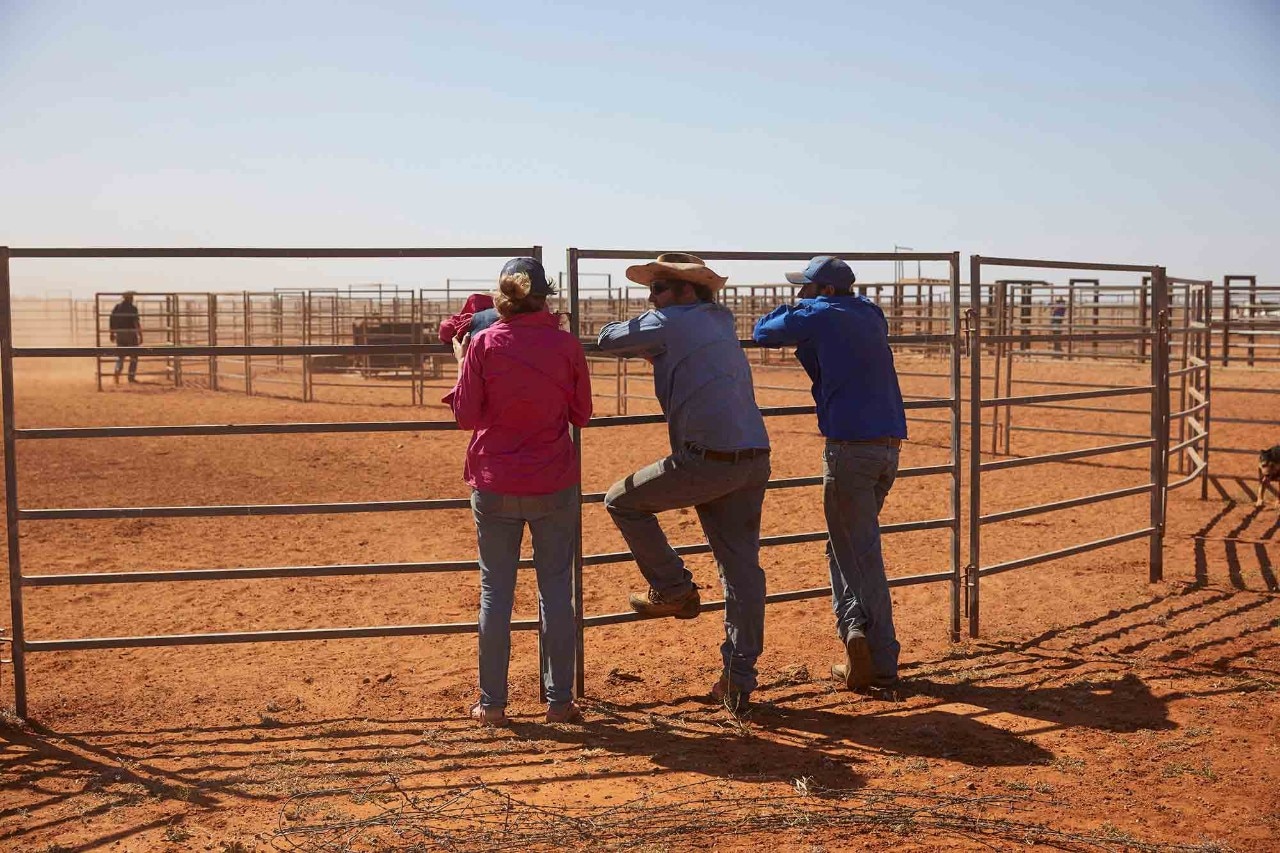 Coffey cattle